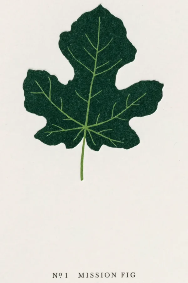 Kartotek Kort-A6 Mission Fig